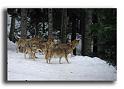 177-MH01253-loup-canis-lupus-parc alfa